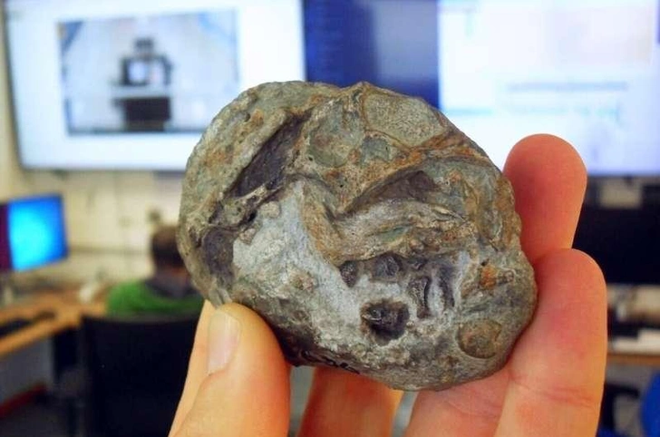 До живорождения: окаменелость показала, что предки млекопитающих откладывали яйца