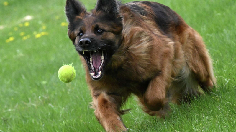 Заложники инстинктов: породы собак, которые чаще убегают от хозяев