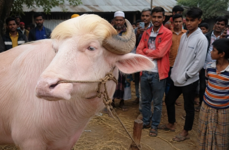 Reuters: В Бангладеш спасли буйвола-двойника Трампа от жертвоприношения