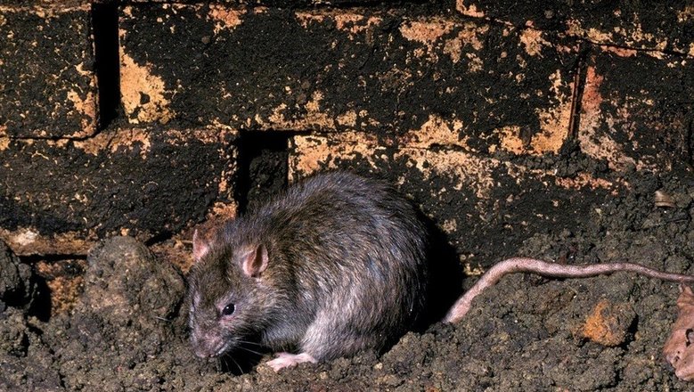 Европейский город захватили агрессивные крысы: грызуны не боятся нападать на людей и животных