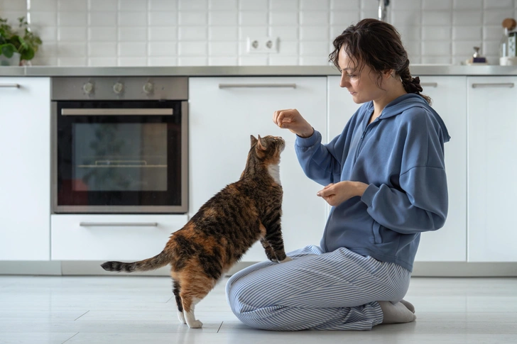Милые ролики с котами могут скрывать страдания животных: ученые выяснили, что 82% кошек в «милых» видео испытывают стресс